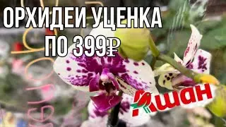 Orchids marked down to 399₽ || Orchids from Auchan review || Few orchids, but what orchids 😻