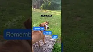 Amazing Talking Dog Makes Sure Mom Remembers