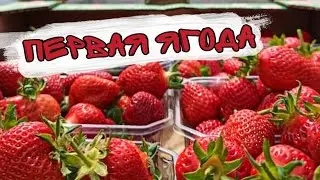 Проверяем первую клубнику на сахар BRIX