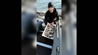 ЯЩИК ЗИМНЕГО КАРАСЯ !!!            ВСЕХ С НОВЫМ ГОДОМ !!! Shorts