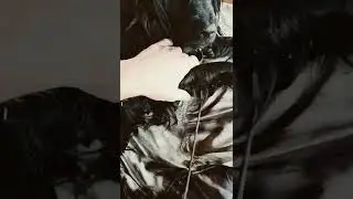 что делать с собакой перелом лапки ?