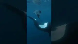 3 Facts about Orcas That Will Surprise You! 🐋