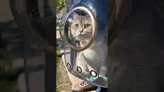 Прогулки кота Фиделя #cats