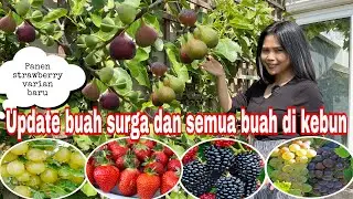 UPDATE BUAH SURGA DAN SEMUA BUAH YANG ADA DI KEBUN || PANEN STRAWBERRY VARIAN BARU