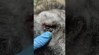 Юкки - акита с билатеральным заворотом век🐶