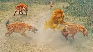 Why Lions Hate Hyenas