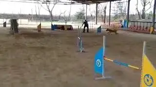 2020.02.08 -  Agility Deb -  Garu