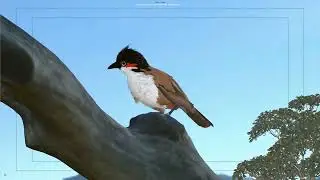 Stunning Red Whisker Animation in 10 Seconds!