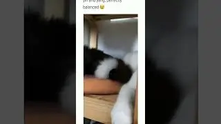 Hilarious Cat Shenanigans! 😹😹 #CatLoversUnite #CaturdayFun #CutenessOverload