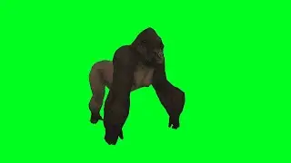 Gorilla dancing green screen