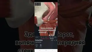 Цистоцеле, ректоцеле. Дисфункции МТД.