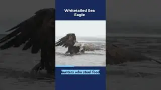 White-tailed Sea Eagle