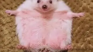 Реакция девушек на шоколадку во время месячных 🤣🤣🤣🤣