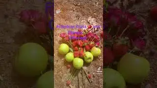 Fruits and flowers offering