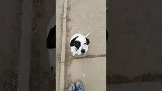 Беспроводной собакен
