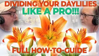 Dividing Your Daylilies Like a Pro! | DIY | Sharing is Caring