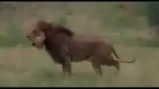 Битва титанов! Лев против медведя