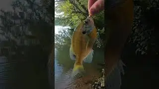 Ultralight fishing with worms