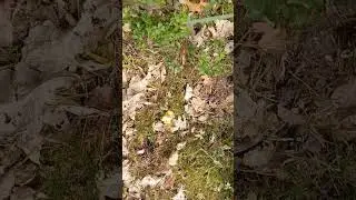 Приехал на рыбалку, а тут...... ё-моё....