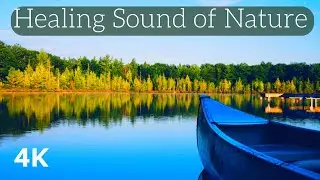 Healing Sound of Nature in 4K - Relaxation Oasis: Birdsong and Nature for Anxiety Relief