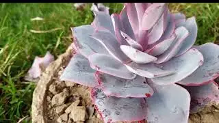 Flor de mi afterglow