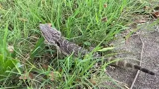 Return of the lizard