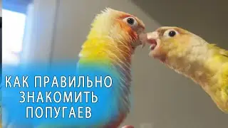 КАК ПОЗНАКОМИТЬ ПОПУГАЕВ | ПЕРВОЕ ЗНАКОМСТВО ЧЁРПИ С ДРУЖОЧКОМ