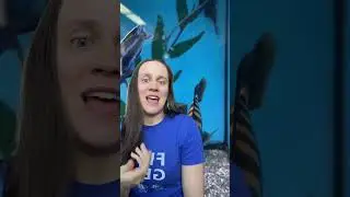 Pseudotropheus Crabro - The Heist Mbuna
