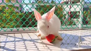 Rabbit eating Raspberries! Bunny eating raspberries ASMR
