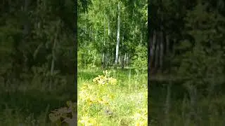 Красивая полянка