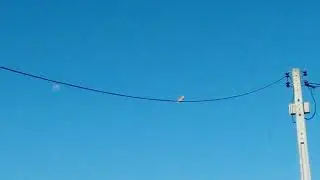 rolinha Picuí, cantando na natureza,  rolinha branca
