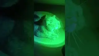 Disco!#2024 #рек #cat #рекомендации