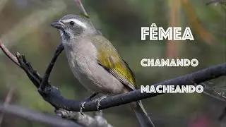 Fêmea de Trinca Ferro macheando, chamando!