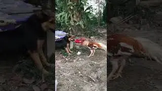 Батл между петухом и собакой