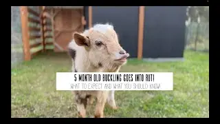 NIGERIAN DWARF BUCKLINGS FIRST RUT!