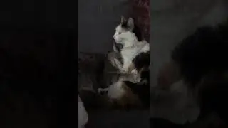 Эй детка, умывай меня полностью! Шанти любимка , Кокос брутальный кот американский бобтейл