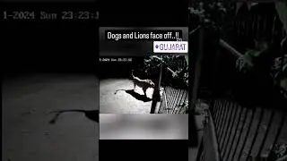 Dogs vs Lion face off. #highlights #dog #lion #viralvideo #vs #animals #cctv #fighting #india