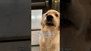 No thoughts, just happy 😬 #dogshorts #goldenretriever #dogs #puppy #puppies #doglife #cuteanimals