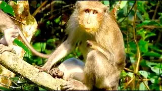 Two monkeys showing up so beautiful and charming