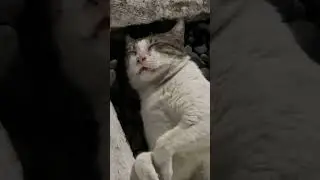 Cat in BGC