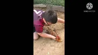 Como hipnotizar galo caipira