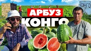 Арбуз Конго 🍉🚛💸