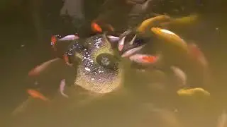 Stone Buffet: Watch Fish Frenzy as They Try to Eat Food on the Stone!