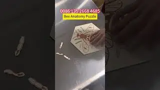 Bee Anatomy Puzzle