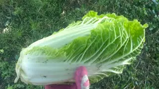 Зрізаю пекінську капусту. І розповідаю чому я не люблю весняної посадки пекінки)