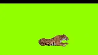 tigers green screen video (3)