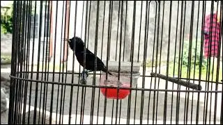 Kolibri Ninja Gacor Isian Full Tembakan