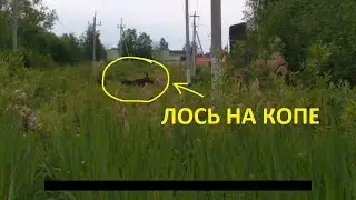 ШОК!!!! Лось на копе. Бегаем за лосем. Металлокоп тракторных запчастей. Выкопали гусеницу.
