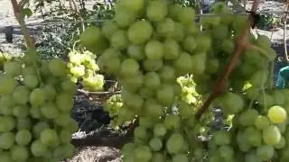 Виноград Кеша Талисман урожай 2016