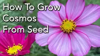 How to Grow Cosmos Flowers From Seed - How to Prune For More Flowers and General Care